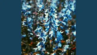A Frozen Flower