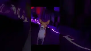 Caramela  #phonk #phonkagressive #funk #funkbrasil #music #c&atilde;obr #shorts #фонкдлябега #фонкдлябега