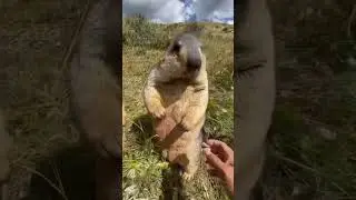 Marmota ❤️ chonk chonk #marmota #viralshorts ❤️
