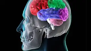 Concussion Health Video Animation Medical Encyclopedia