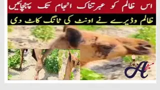 Camel leg cut#camel leg cut in sindh#cutting a leg#munda kallur da#