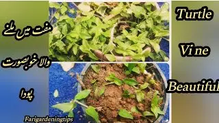 🔴turtle vain plant propegation |farigardeningtips