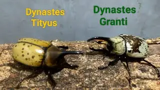 EP.123 Dynastes Tityus vs Granto Rhinocerosbeetle insects digimon Pokemon battle#insects #beetle #vs