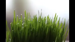 Sprouting & Growing Wheat Berries