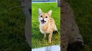 Саванна Олаф &mdash; от ненависти до любви 😾😻