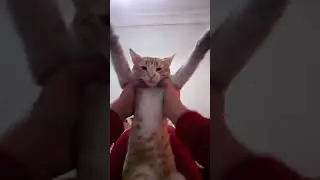 #cat #cat_of_instagram #cat_cute #cat_meow #cat_features #cats_of_world #catlovers #cat_dance