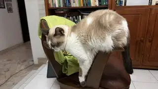 Cute Cat fav balance skill ☺️