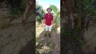 piada da hora