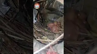 Common Myna Chicks #breeding #season #spring #myna #youtube #viral #shorts