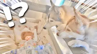 赤ちゃんを人形にすり替えたら愛犬は気付くのか検証してみたら...
