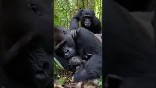 OMG! Chimpanzee Steals Baby! Gorilla From Mom 😱💔