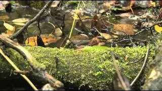 Series 2 - Episode Six - Oasis HD and NCC - Riding Mountain Aspen Parkland, MB - Rick and Amy Proven