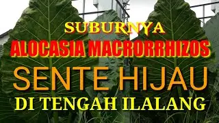Review Singkat ALOCASIA MACRORRHIZOS | SENTE HIJAU Yang Tumbuh Subur Di Tengah Ilalang