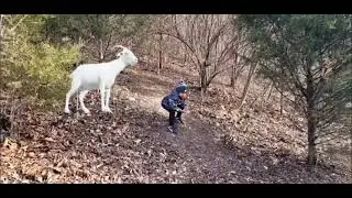 Giant Billy Goat Meets 4-year-old In The Woods