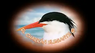 🕊️ Canto del Charr&aacute;n Elegante 🕊️