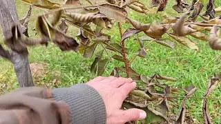 Корневая подкормка ореховой аллеи фосфоритной мукой.