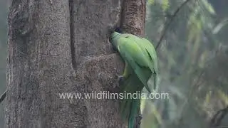 Tota or Rose-ringed Parakeet takes over vacant nest hole, claims it for breeding season this summer