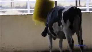 Brosse &agrave; gratter pour vache par THE MICRODAIRY