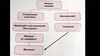 IMMUNOPATHOLOGY