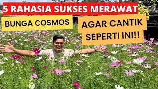 5 RAHASIA SUKSES Merawat Bunga Cosmos Biar Mudah Tumbuh dan Super Cantik!!