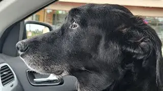 Cushings Disease: a day in the life of a dog with Hyperadrenocorticism 9/28/25
