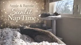 Cats Taking a Sunny Nap Together ☀️🐱 | Bannie & Annie 