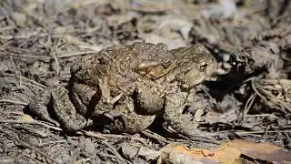 Серая жаба. Амплексус. Amplexus. Самка тащит на себе самца в водоём.