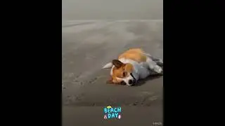 Cute Corgi Dog Enjoying The Beach Time @divineriver