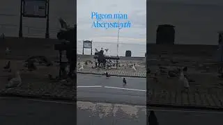 #aberystwyth #wales #traveling #shortsviral #shortvideo #pigeonlover