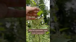 Магические свойства крапивы, чем она может помочь #крапива #магиятрав