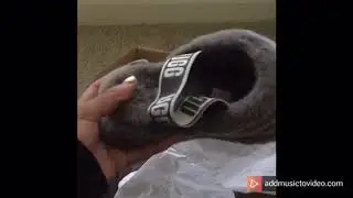 UGG FLUFF YEAH SLIDES REVIEW