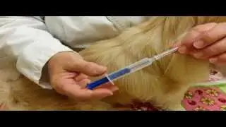 Pet Tips - Microchip Your Pet