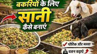 बकरे 🐐बकरियों के लिए सानी कैसे बनाएं || How to make sani for goats || BihariGoatFarm