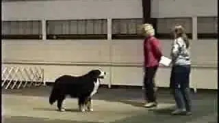 Buntzen earning his AKC CD