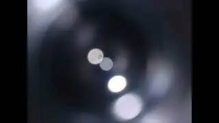 Ендемски Вид - Big Eye
