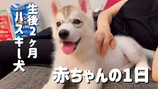 【ハスキー犬】生後2ヶ月の赤ちゃんの1日♪　Siberian husky puppy