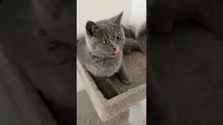 ASMR kitten purrs 🥹 #asmr #kitten #catasmr #triggersforsleep #purring