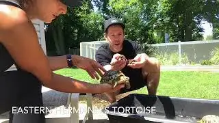 Tortoise: Weighing, soaking and health check