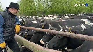 Снегирёвские бурёнки открыли зелёный сезон