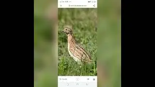 Female common quail sound