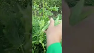 picking fresh vegetables for home food #satisfying #nature #fruit #garden #freshproduce #asmr