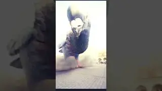 #Big Bird #viral video #animals #beautiful
