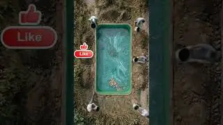 Have you seen this design in the backyard? #pool#shorts#construction#change#roomflip#roommakeover