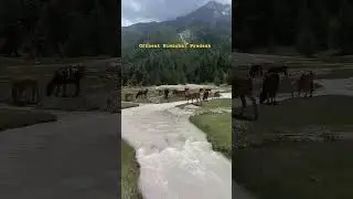 offbeat Himachal Pradesh #offbeathimachal #travel #offbeatstories #roadtrip