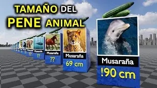 &iquest;Qu&eacute; Animal Tiene el Pene M&aacute;s Grande del Mundo? (Datos cient&iacute;ficos)