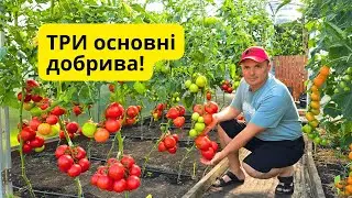 ТРИ основні добрива для рослин- вони потрібні від розсади до врожаю!