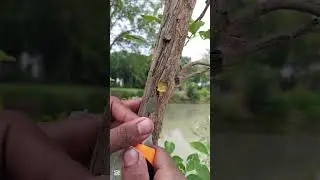 Best grafting technique for fruit plants, grafting and budding #satisfying #bonsai #asmr #shorts