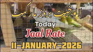Birds price in Karachi Pakistan January 11, 2026 jaal #jaalpricelalukhetbirdsmarketlatestupdate 