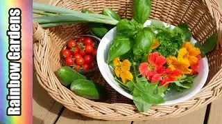 Time to Relax ( no talking )  Container Garden Harvest & Fresh Salad