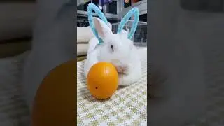 Do you like the cute middle-aged baby#Cute to the point of explosion #Cute pets#Cutie is h